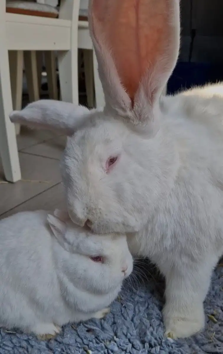 Meet 'Junior': The 21lb Easter bunny whose tiny playmate likes to snuggle under his giant ears... but owning a rabbit drastically increases YOUR risk of insomnia, studies find - 1