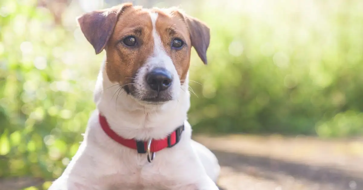 Urgent warning to pet owners as study reveals cats and dogs are quietly spreading an invasive WORM species through Europe - 2