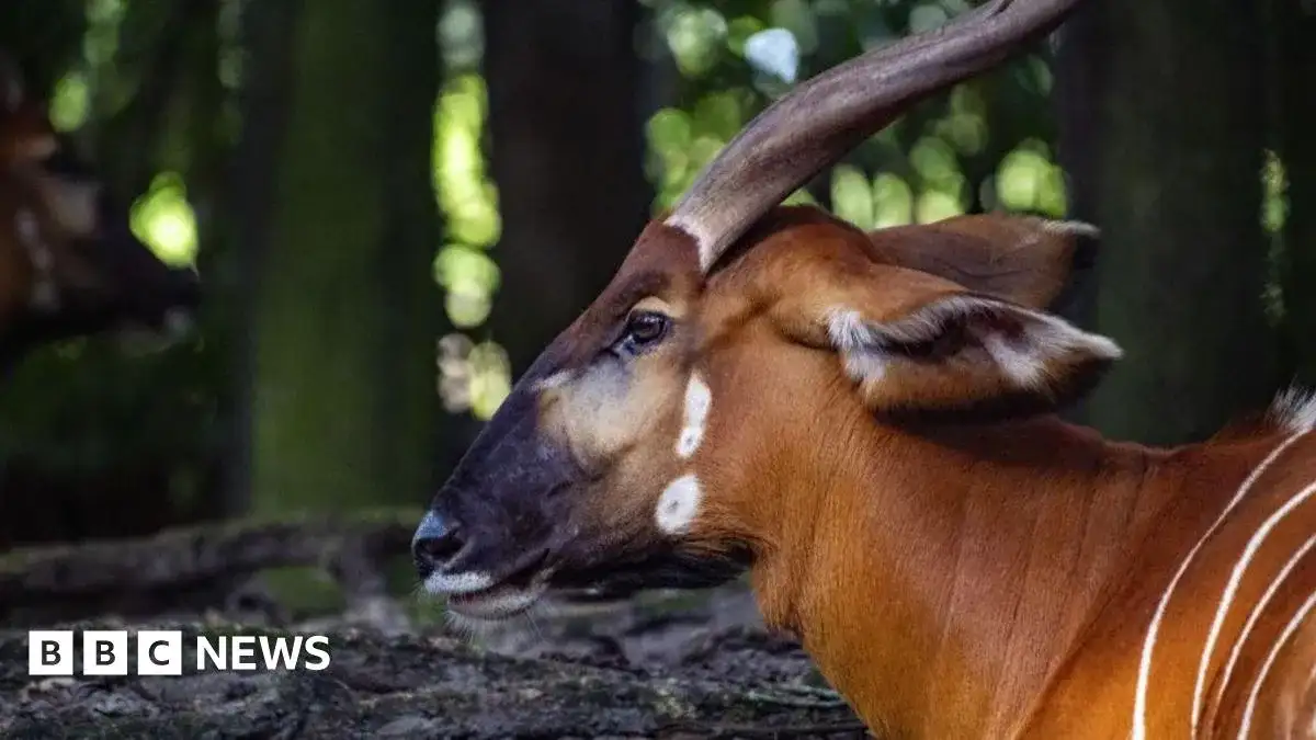 Endangered Kenyan antelopes rescued after being stranded at Palm Beach airport - 2