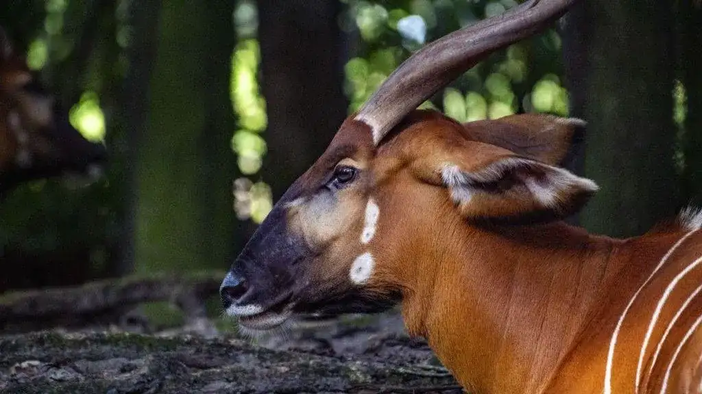 Endangered Kenyan antelopes rescued after being stranded at Palm Beach airport - 3