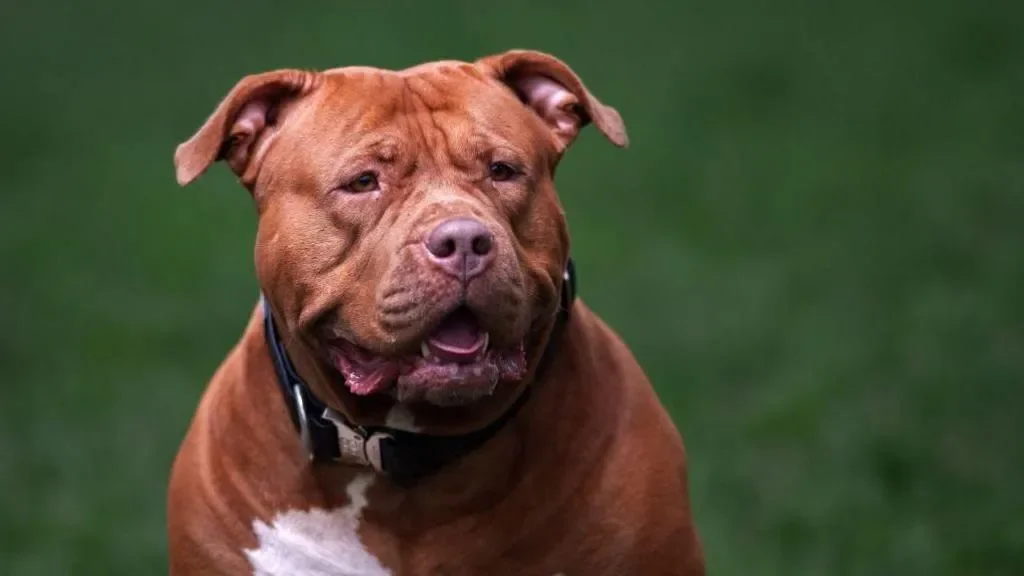 Woman, 19, killed in dog attack at house - 3