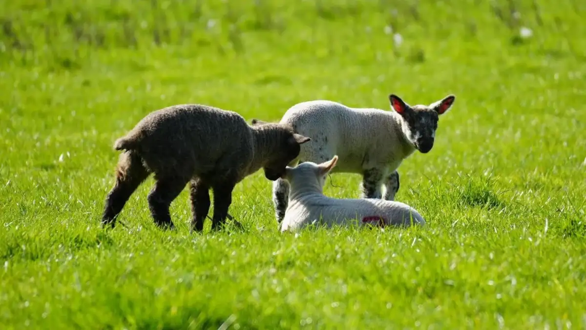 Storm Dave set to bring Easter gales, rain and blizzards to UK - 4