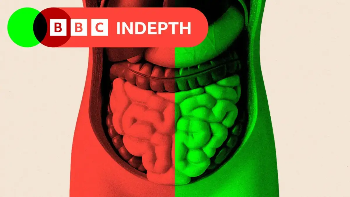 Olive oil and bone broth: Do viral gut health foods actually work? - 1