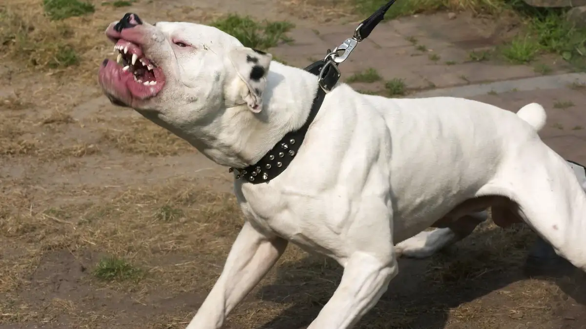 Woman, 19, killed in dog attack at house - 1