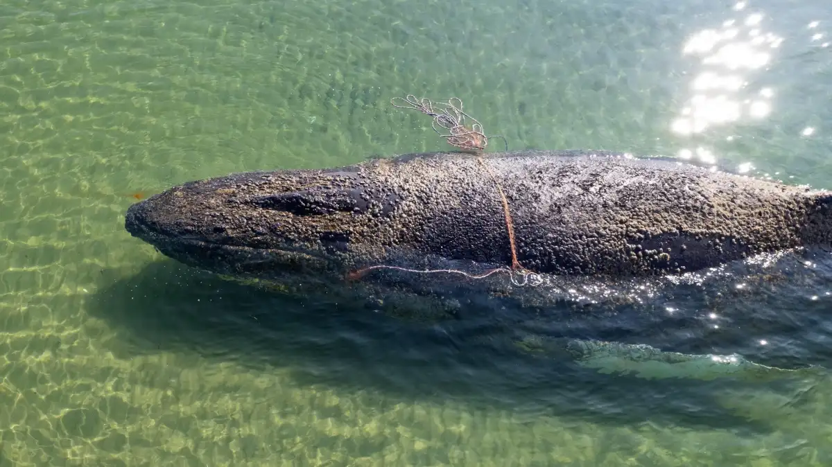 German minister defends ‘perfectly human’ decision to allow attempt to rescue whale Timmy - 2