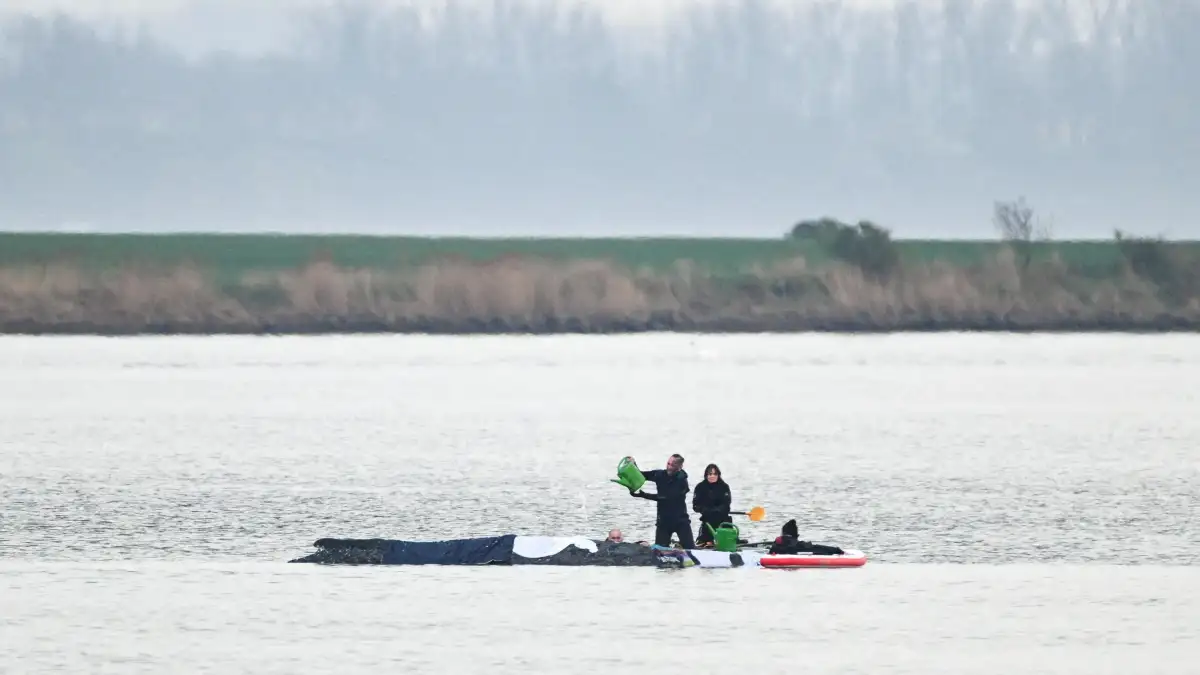 German minister defends ‘perfectly human’ decision to allow attempt to rescue whale Timmy - 1