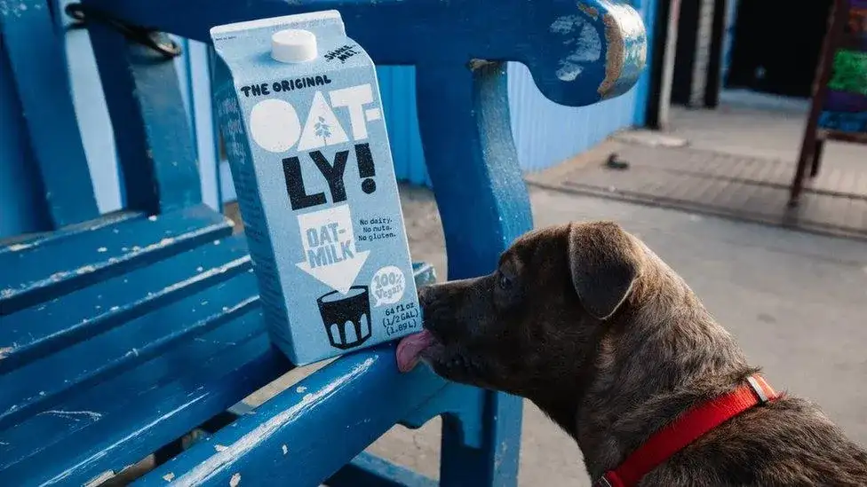 Oat milk cannot be sold as milk, Supreme Court rules as vegan drink maker Oatly loses long-running legal battle with dairy industry - 2