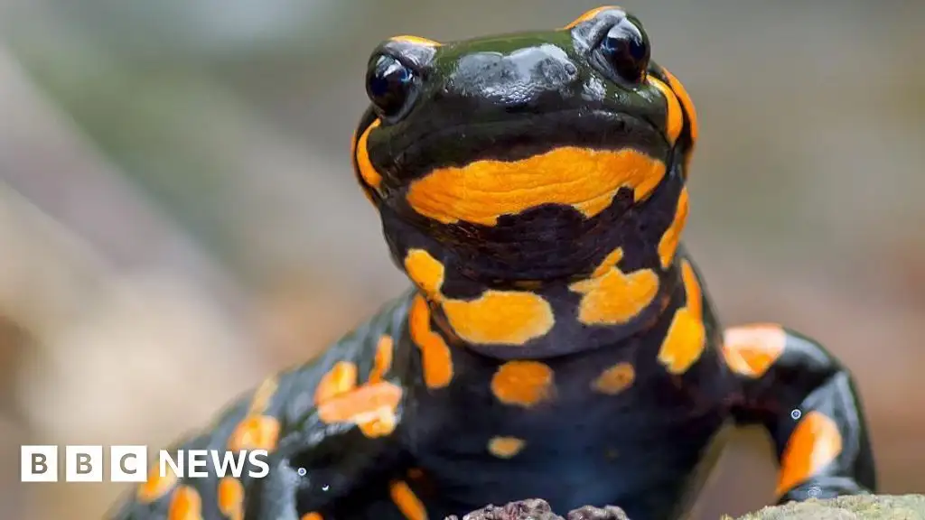 Globe-trotting ancient 'sea-salamander' fossils rediscovered from Australia's dawn of the Age of Dinosaurs - 1