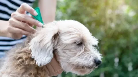 Toxic pet flea treatment chemicals found at 'damaging' levels in rivers - 2