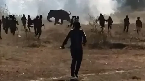 Ensure zero human death in elephant attacks: Jharkhand CM asks officials - 1