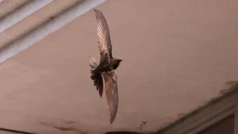 Swifts 'displaced' after demolition - campaigners - 3