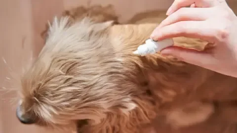 Toxic pet flea treatment chemicals found at 'damaging' levels in rivers - 4