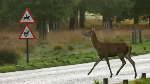 Deer culling to be made easier to protect trees and crops - 1