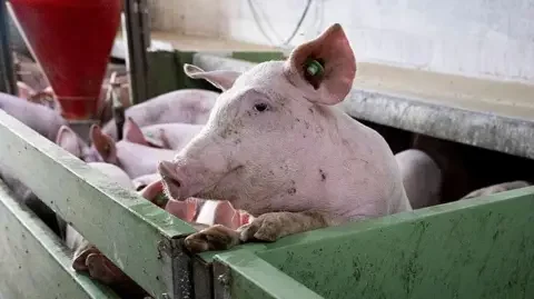 Spain's huge pork industry seeks salvation from swine fever threat - 1