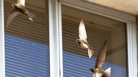 Swifts 'displaced' after demolition - campaigners - 1