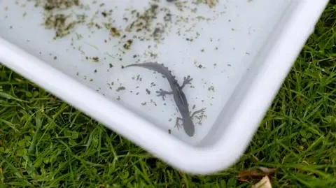 Water and wildlife return to farmland ponds - 1