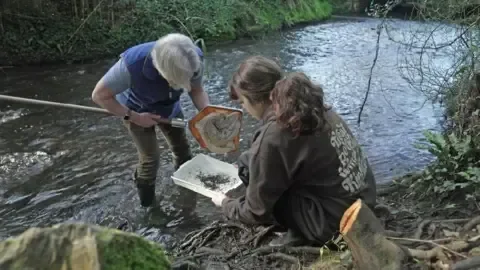 Toxic pet flea treatment chemicals found at 'damaging' levels in rivers - 1