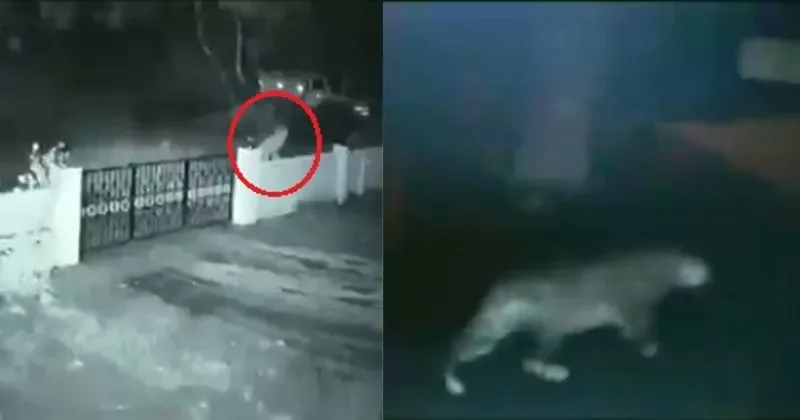Residents relieved as camera footage confirms dog, not leopard, killed farmer’s lamb at village in Kerala’s Kannur - 4