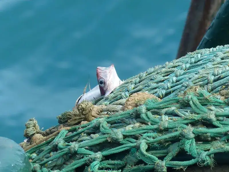 China's fishing fleet raises concerns off Argentina - 4