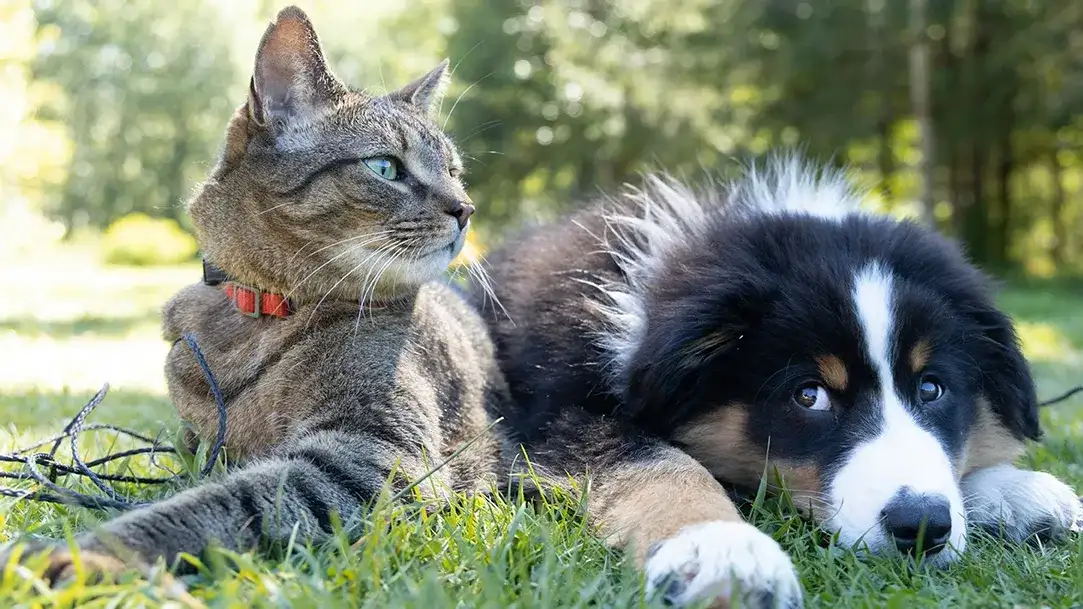 If You Want to Be a Better Pet Parent, AI Can Help - 1