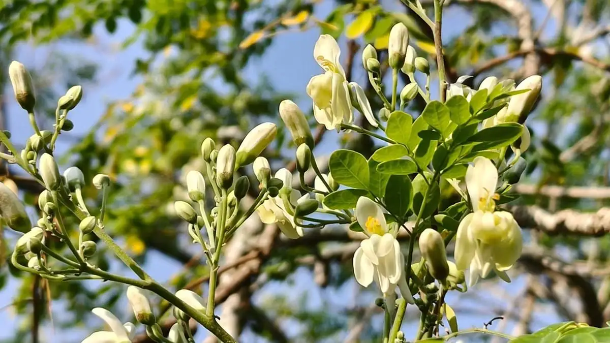 Microplastics Everywhere: Scientists Turn to Moringa for Relief - 2
