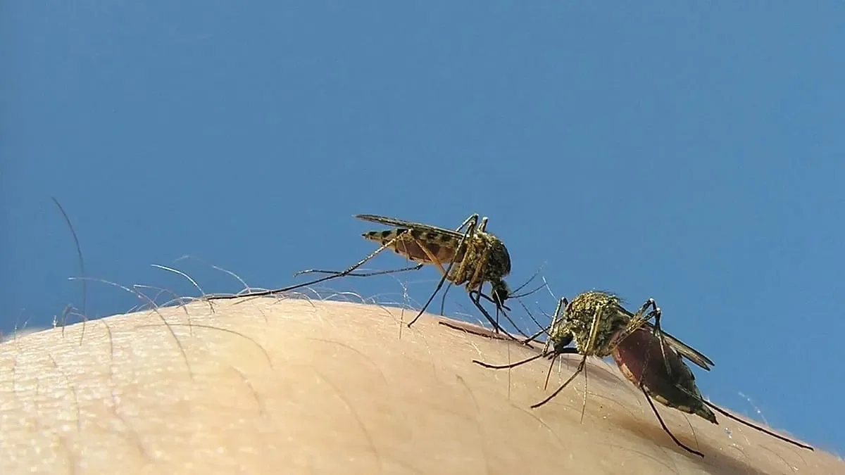 Outrage as Google plans to release 64 MILLION bacteria-infected mosquitoes in two US states: 'This must be stopped' - 1