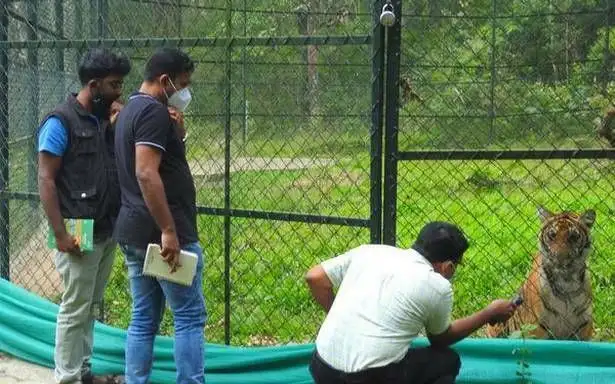 Tiger ‘Mangala’ to be shifted to Thrissur Zoological Park - 1