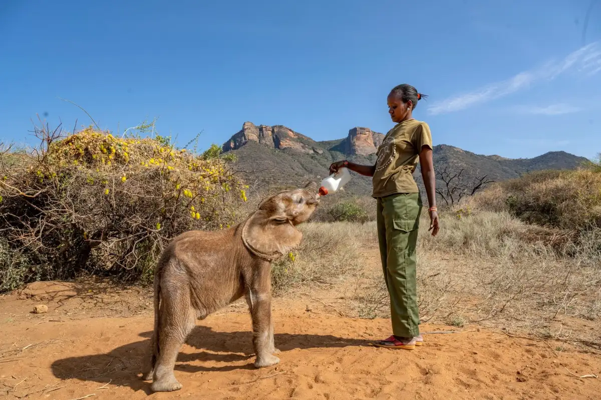 Long’uro the baby elephant lost his trunk in a vicious attack. He’s now thriving in the best way. - 3