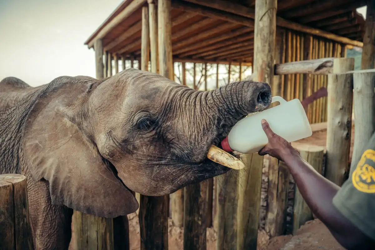 Long’uro the baby elephant lost his trunk in a vicious attack. He’s now thriving in the best way. - 2