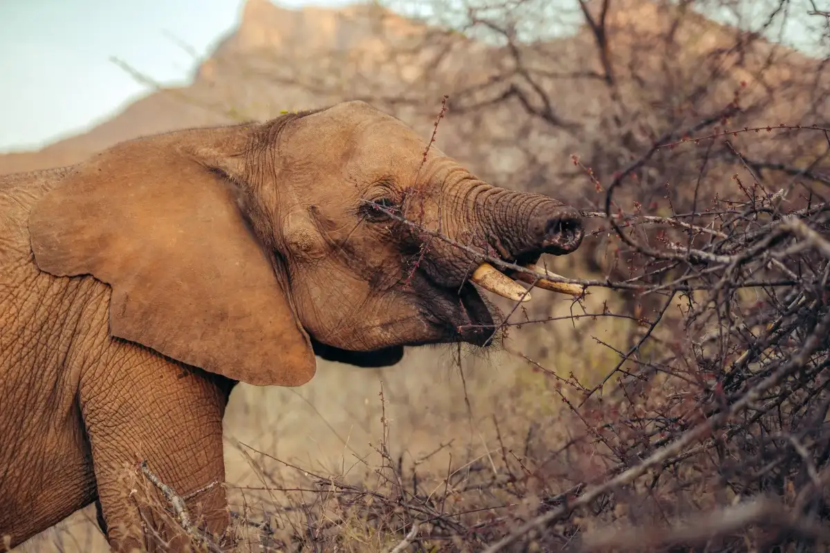 Long’uro the baby elephant lost his trunk in a vicious attack. He’s now thriving in the best way. - 1