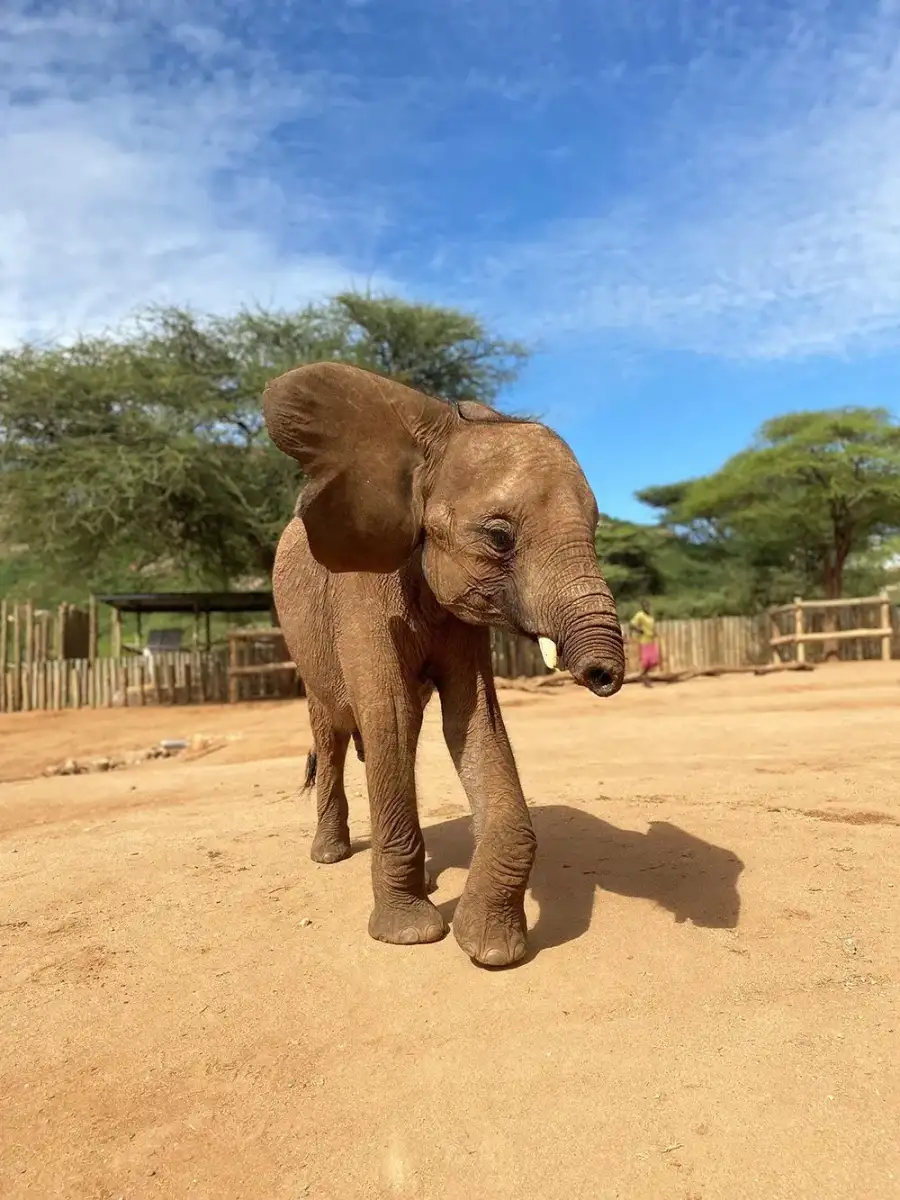 Long’uro the baby elephant lost his trunk in a vicious attack. He’s now thriving in the best way. - 4
