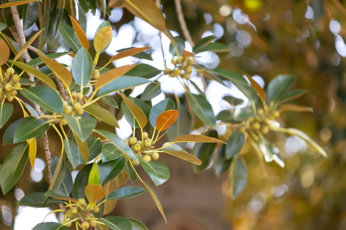 Lest we forget: Parks Victoria to clear vulnerable trees for war memorial - 4