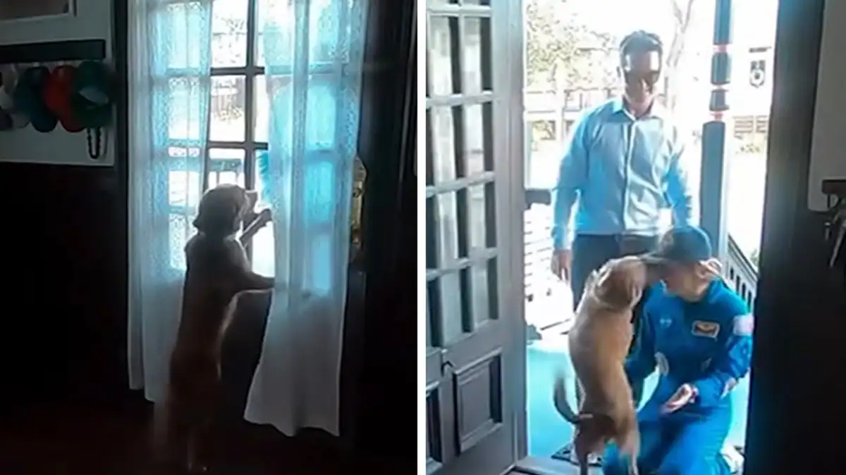 Artemis II astronaut Christina Koch comes home to an overjoyed welcome from dog - 2