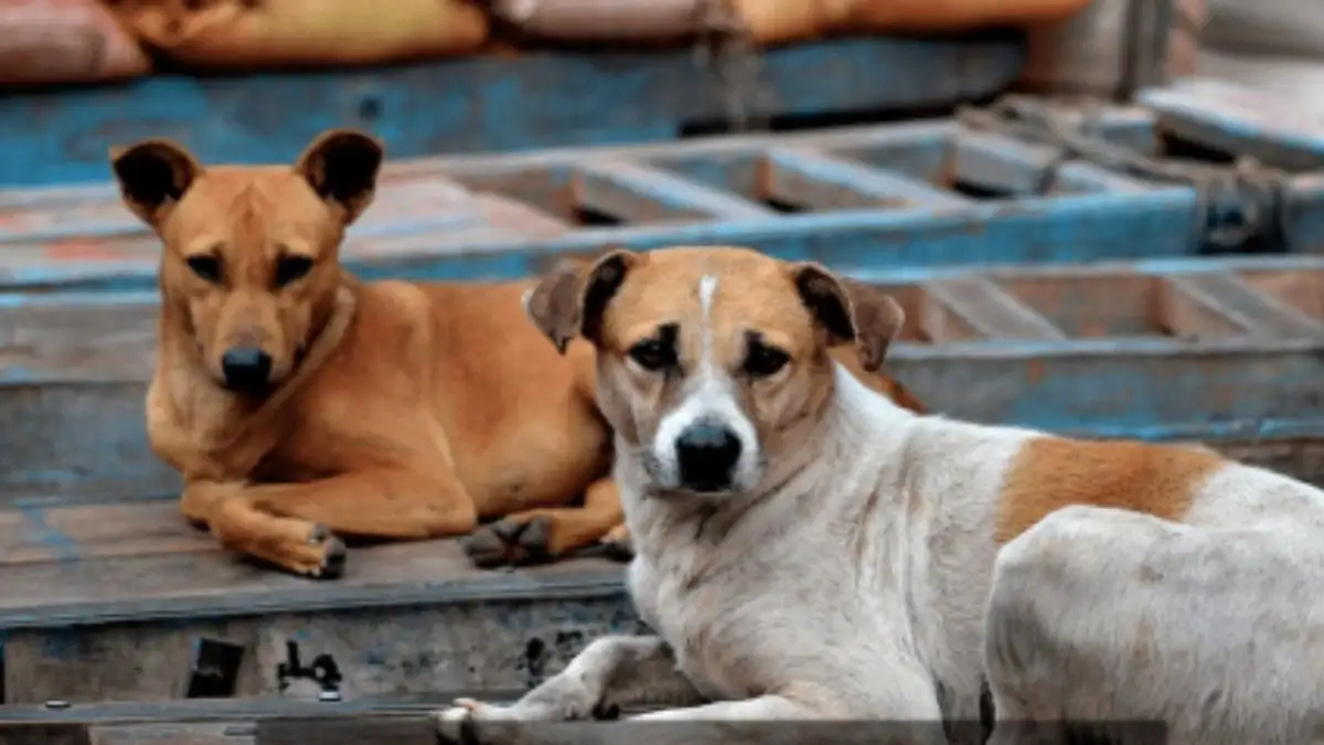 Sterilisation, vaccination of community dogs intensified in Perambalur - 2