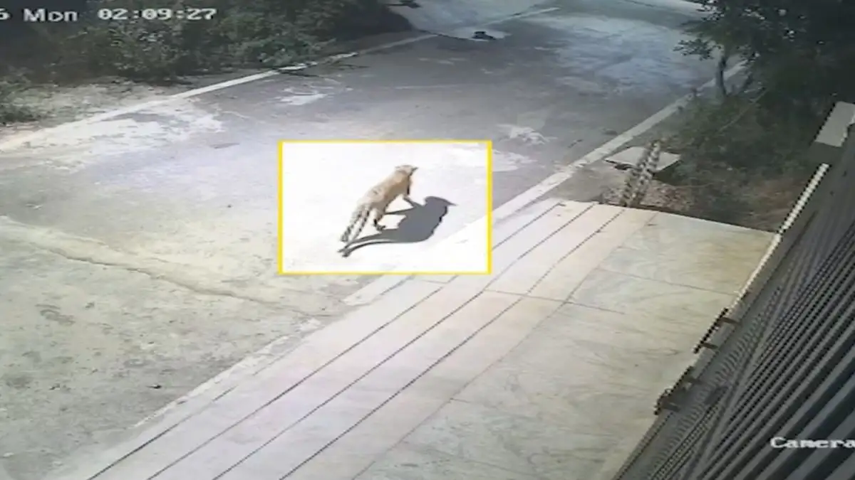 Leopard spotted in Anjanapura on Feb 2 night - 1