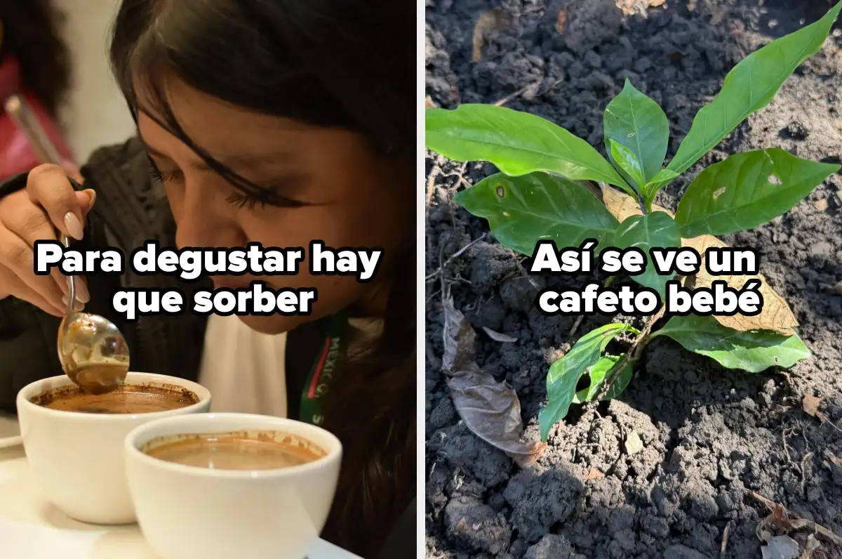 Te diré que deporte Olímpico de Invierno te representa con solo 5 preguntas - 3