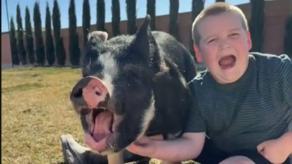 Boy Falls in Love with Pig for 4-H Project. His Mom Tells Him in Order to Keep the Animal, He Has to Do This (Exclusive) - 1