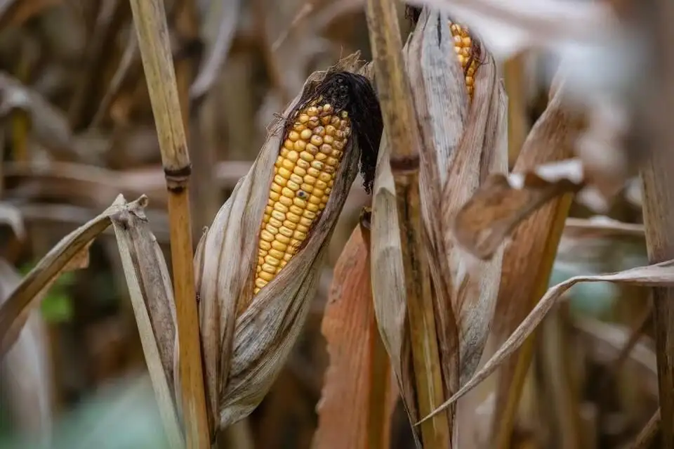 On cusp of farm crisis? - 4