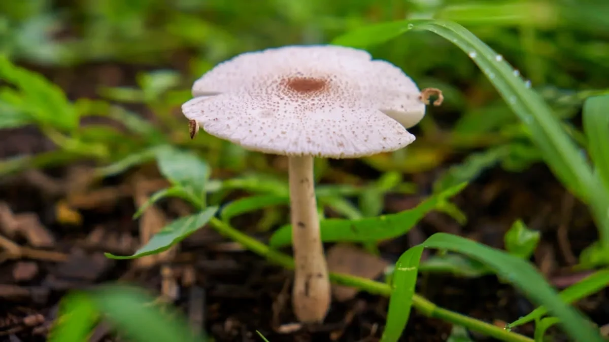How a new fungal genome-editing tool could open fresh paths to cancer treatments - 2