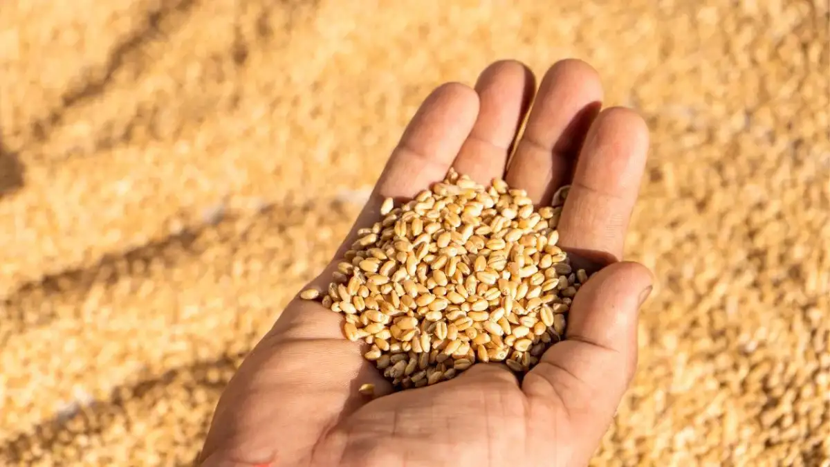 Government estimates record production of foodgrains, dip in soybean cultivation - 4