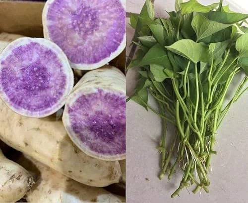 3 Types Of Sweet Potatoes You Can Grow Indoors In Smaller Spaces - 2
