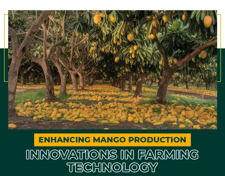 How do you modernise mango farming? - 4