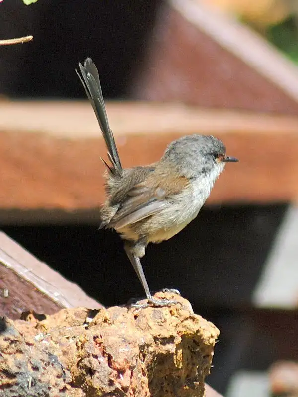The radical world of red-winged fairy wrens - 2