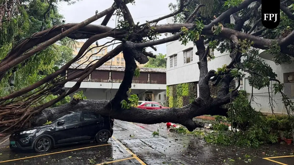 Monsoon tracker LIVE: IMD forecasts heavy rains in Mumbai, Thane on week-end, issues red alert - The Hindu - 2