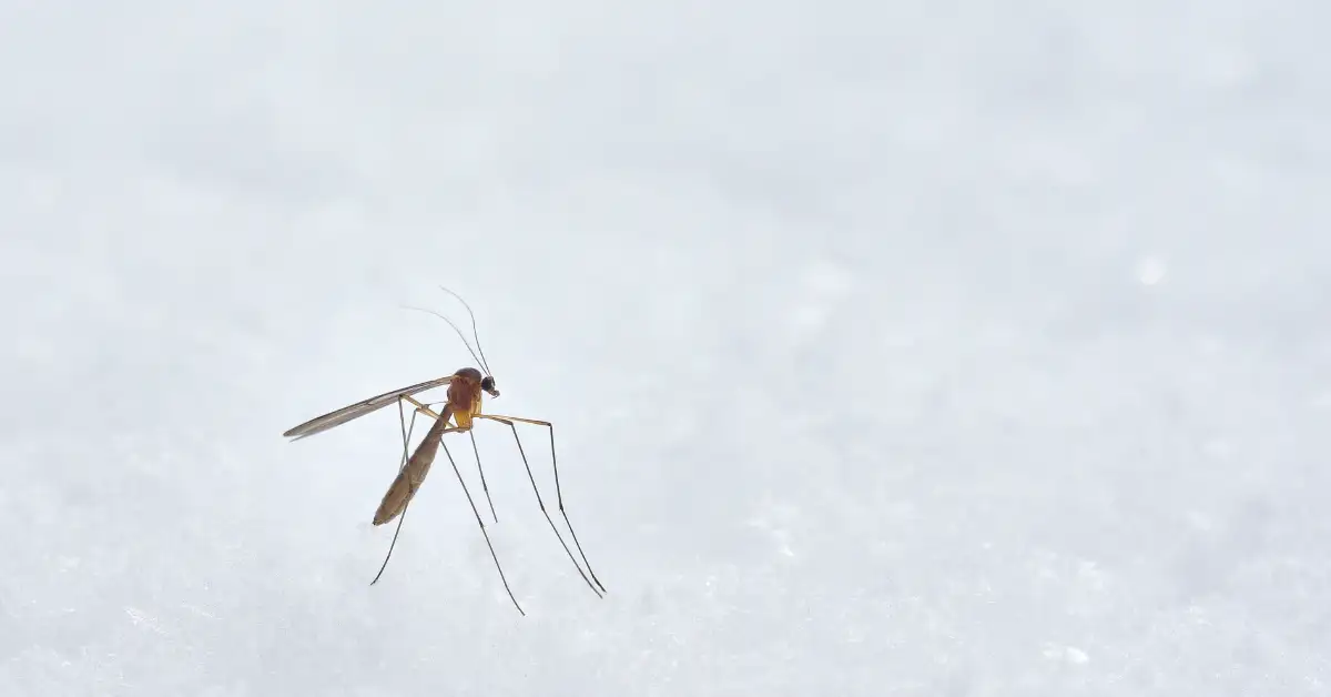 CDC issues travel warning for popular beach destination over life-threatening incurable mosquito virus - 4