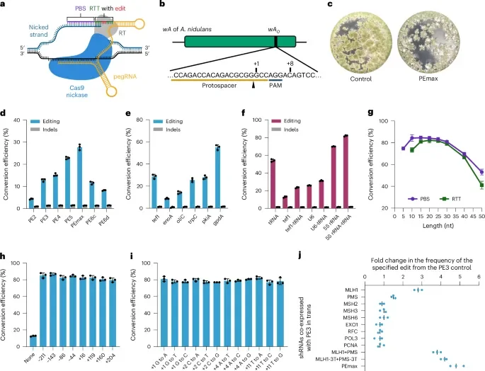 How a new fungal genome-editing tool could open fresh paths to cancer treatments - 1