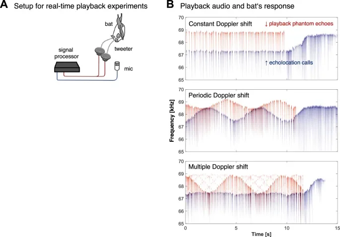 Bats create 'silent frequency zones' to detect prey in noisy flight, researchers reveal - 2