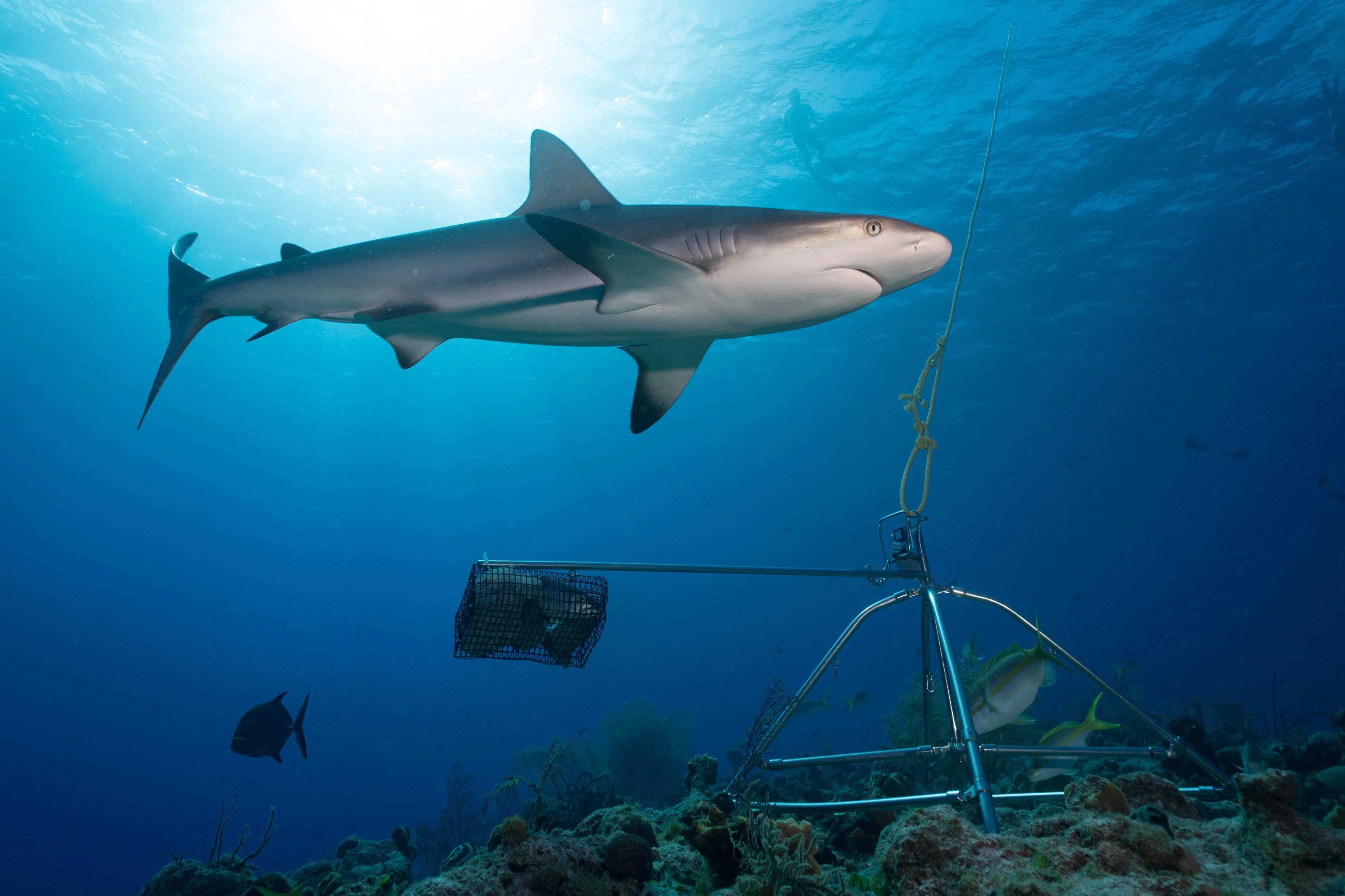 Sharks thrive in hotspots of prey, underlining need for holistic approach to conservation - 2