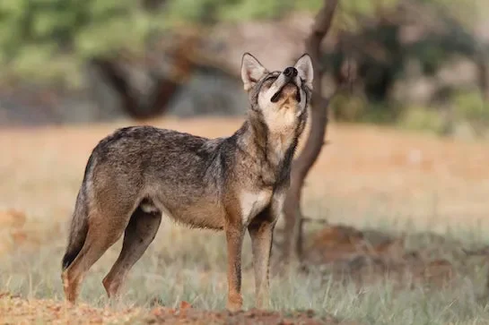 Indian and Tibetan wolves reveal ancient lineages with unexpected genomic diversity - 1