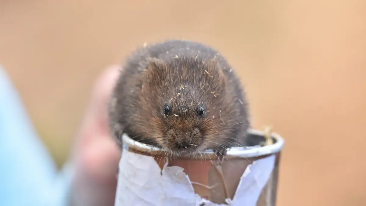 Plan to track for signs of endangered water vole - 2